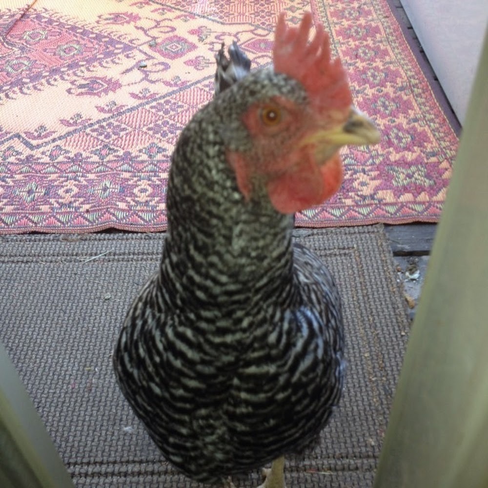 Meet your Posher, Aaron